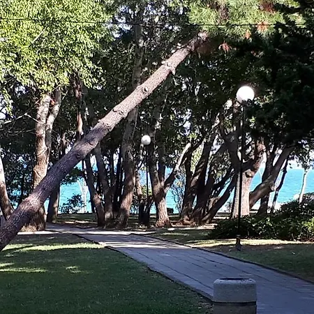 Flora 1 * Μπουργκάς